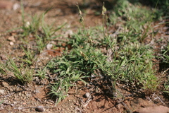 Polygala leptophylla
