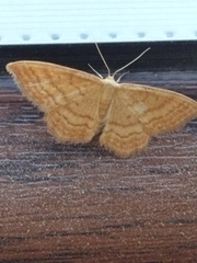 Idaea ochrata