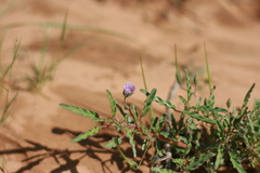 Monsonia