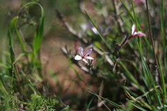 Pachypodium succulentum