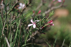 Pachypodium succulentum