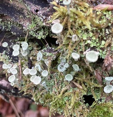 Cladonia fimbriata