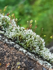 Bryum argenteum
