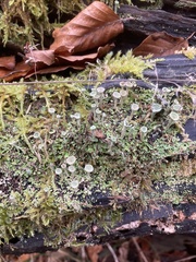 Cladonia fimbriata