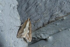 Eudonia steropaea