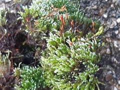 Bryum argenteum