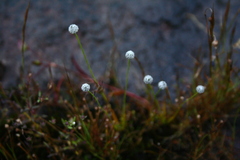 Eriocaulon