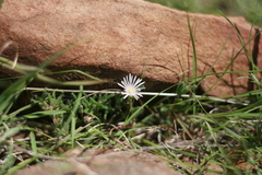 Trichodiadema olivaceum