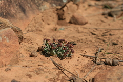 Euphorbia stellata