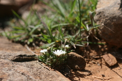 Trichodiadema olivaceum