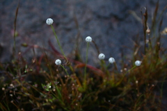 Eriocaulon
