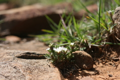 Trichodiadema olivaceum