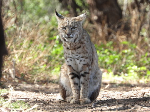Bobcat photographed in Arizona