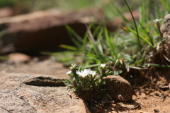 Trichodiadema olivaceum