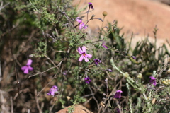 Jamesbrittenia foliolosa