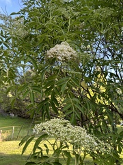 Sambucus gaudichaudiana