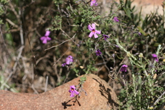 Jamesbrittenia foliolosa
