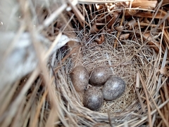 Alauda arvensis arvensis