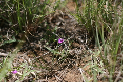 Polygala rehmannii