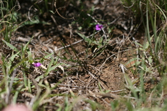 Polygala rehmannii