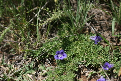 Aptosimum procumbens