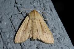 Ichneutica semivittata