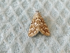 Elophila nymphaeata