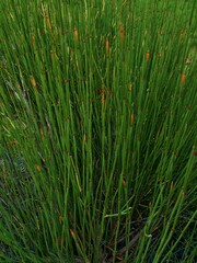 Ephedra intermedia