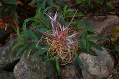 Chamaenerion angustifolium