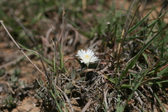 Trichodiadema orientale