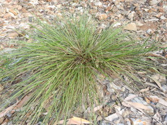 Setaria albovillosa