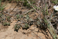 Trichodiadema orientale