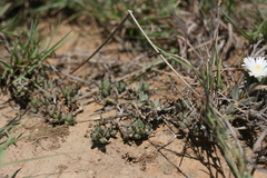 Trichodiadema orientale