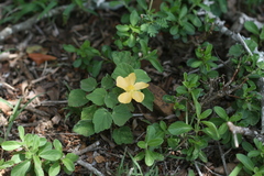 Abutilon sonneratianum
