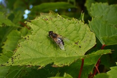 Eristalis pertinax