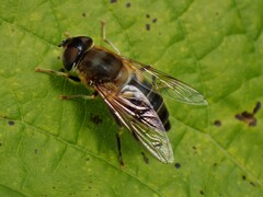 Eristalis pertinax