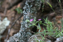 Delosperma giffenii
