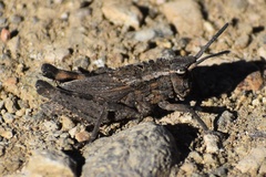 Dracotettix monstrosus