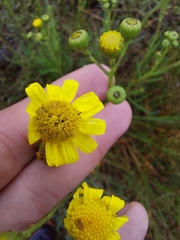 Senecio madagascariensis