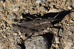 Dracotettix monstrosus