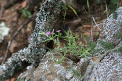 Delosperma giffenii