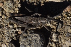 Dracotettix monstrosus