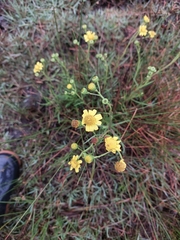 Senecio madagascariensis