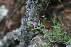 Delosperma giffenii