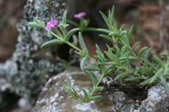 Delosperma giffenii