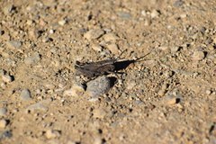 Dracotettix monstrosus