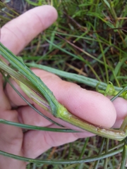 Senecio madagascariensis