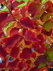 Forsythia mandschurica