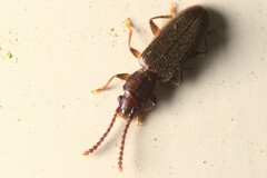 Cryptamorpha brevicornis