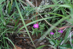 Delosperma giffenii